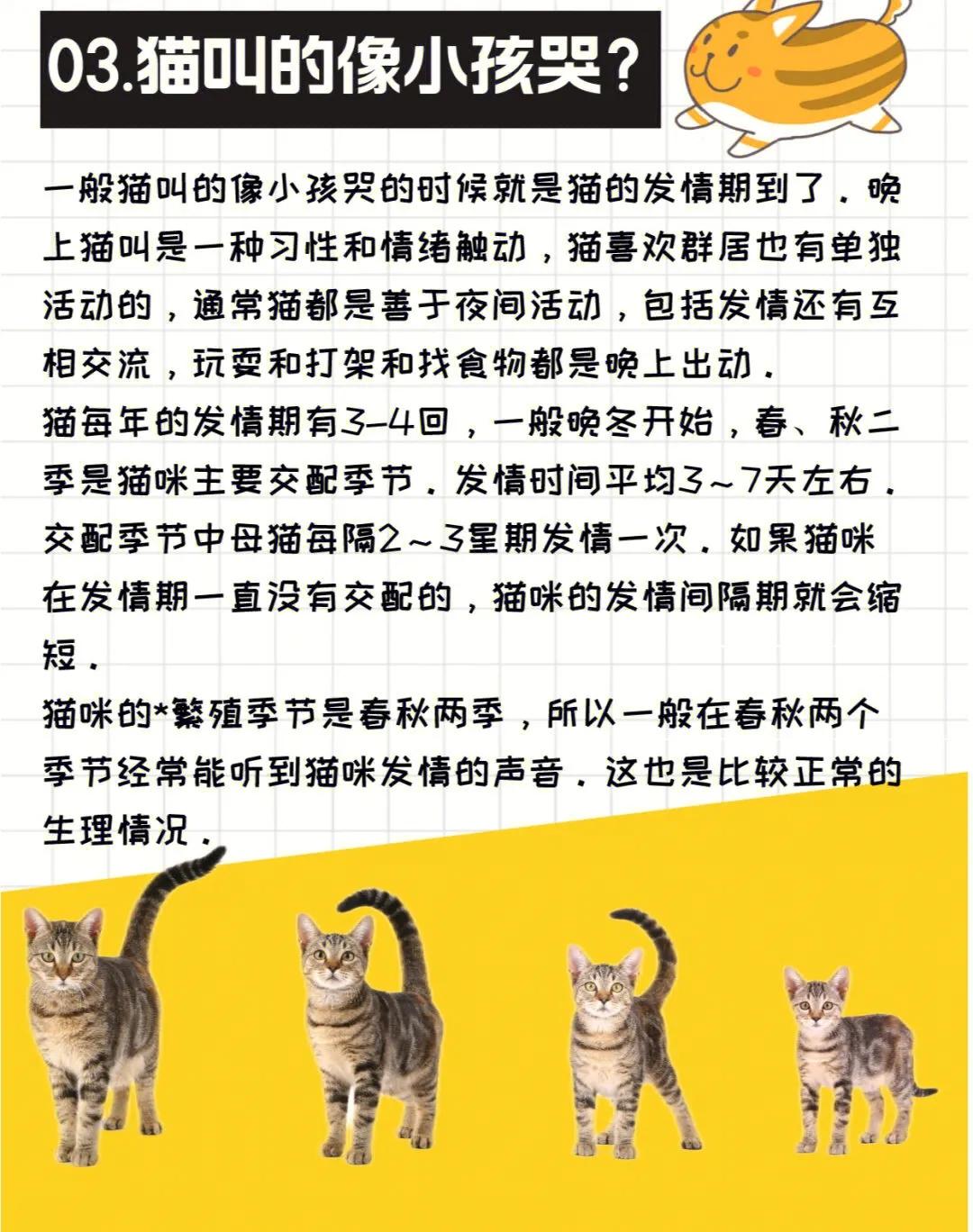 猫咪为什么总是叫人陪它吃饭,猫咪一直看着你叫是什么意思