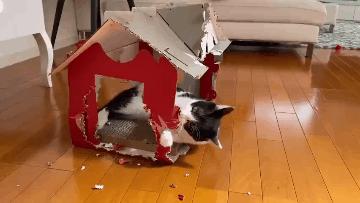 脾气比较暴躁的几种猫新手不要养,猫咪最怕的几种猫