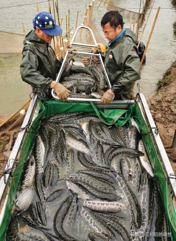 人工饲料和野生杂鱼,人工混合鱼饲料配方