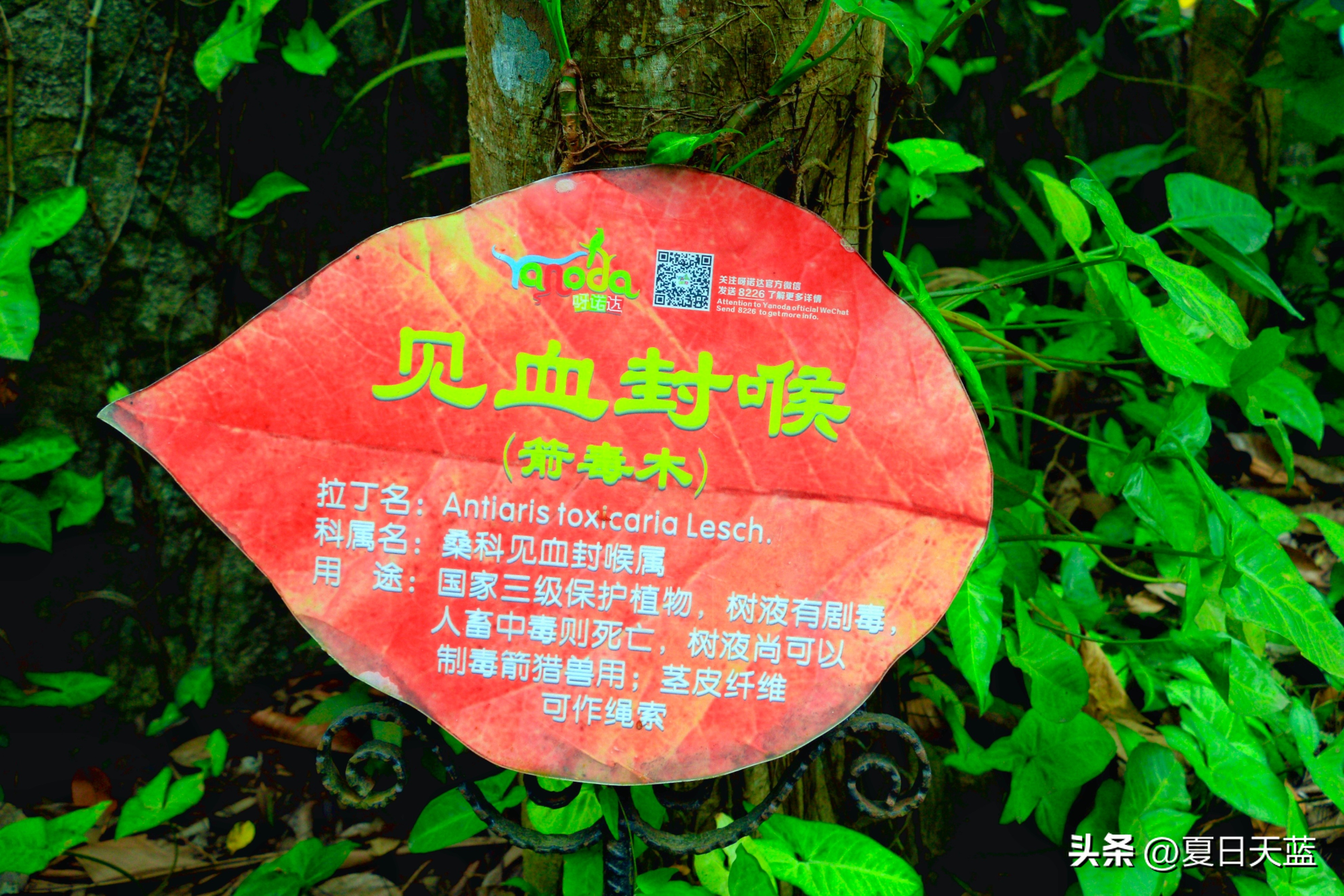 三亚度假最佳选择,三亚度假正确打开方式