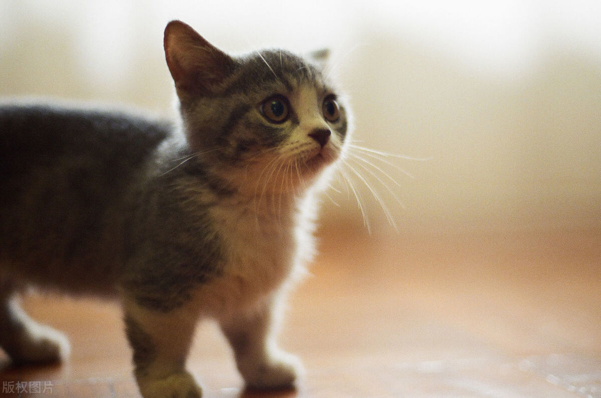 猫疱疹病毒结膜炎,猫为什么有结膜炎