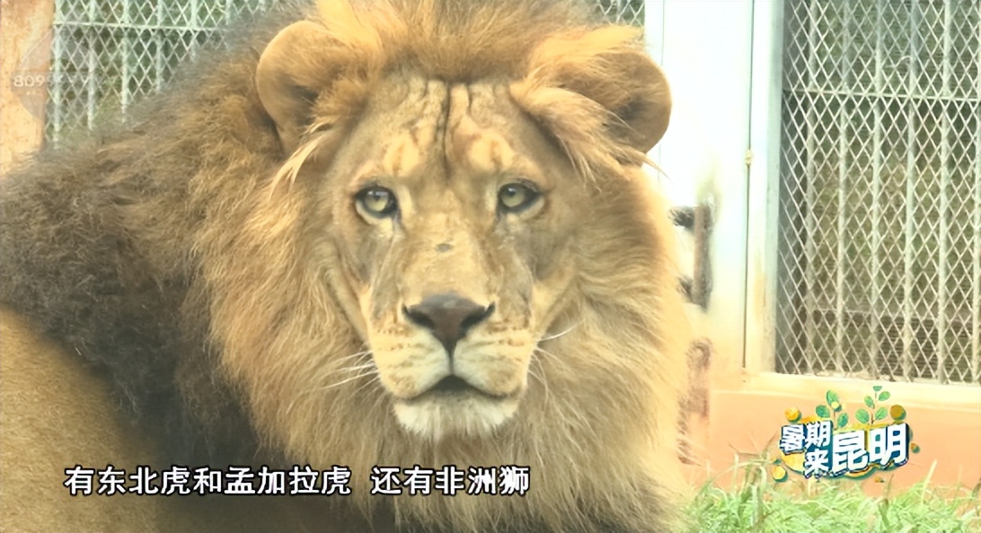 昆明动物世界野生动物园,昆明大自然野生动物园