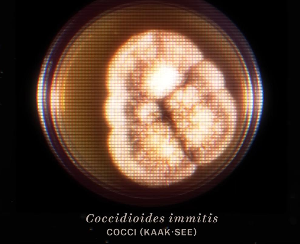 可感染人类的沙漠真菌是如何传播的？