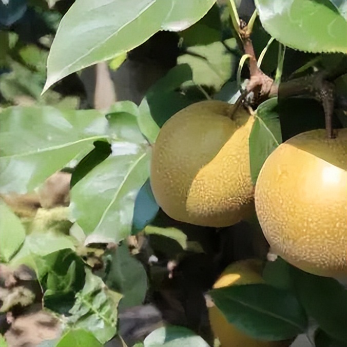 江苏常州旅游世外桃源,来常州天宁区玩的攻略