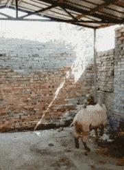 现在女大学生太开放,这么隐私的东西露在外面,男人看了都脸红了