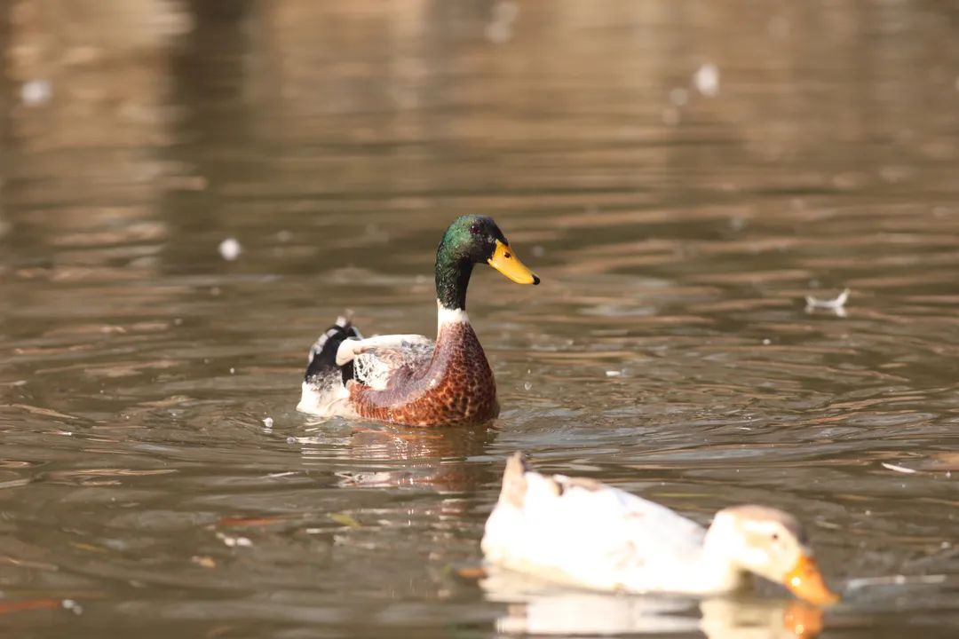 师大寻鸟记，这些小可爱，你都见过吗？