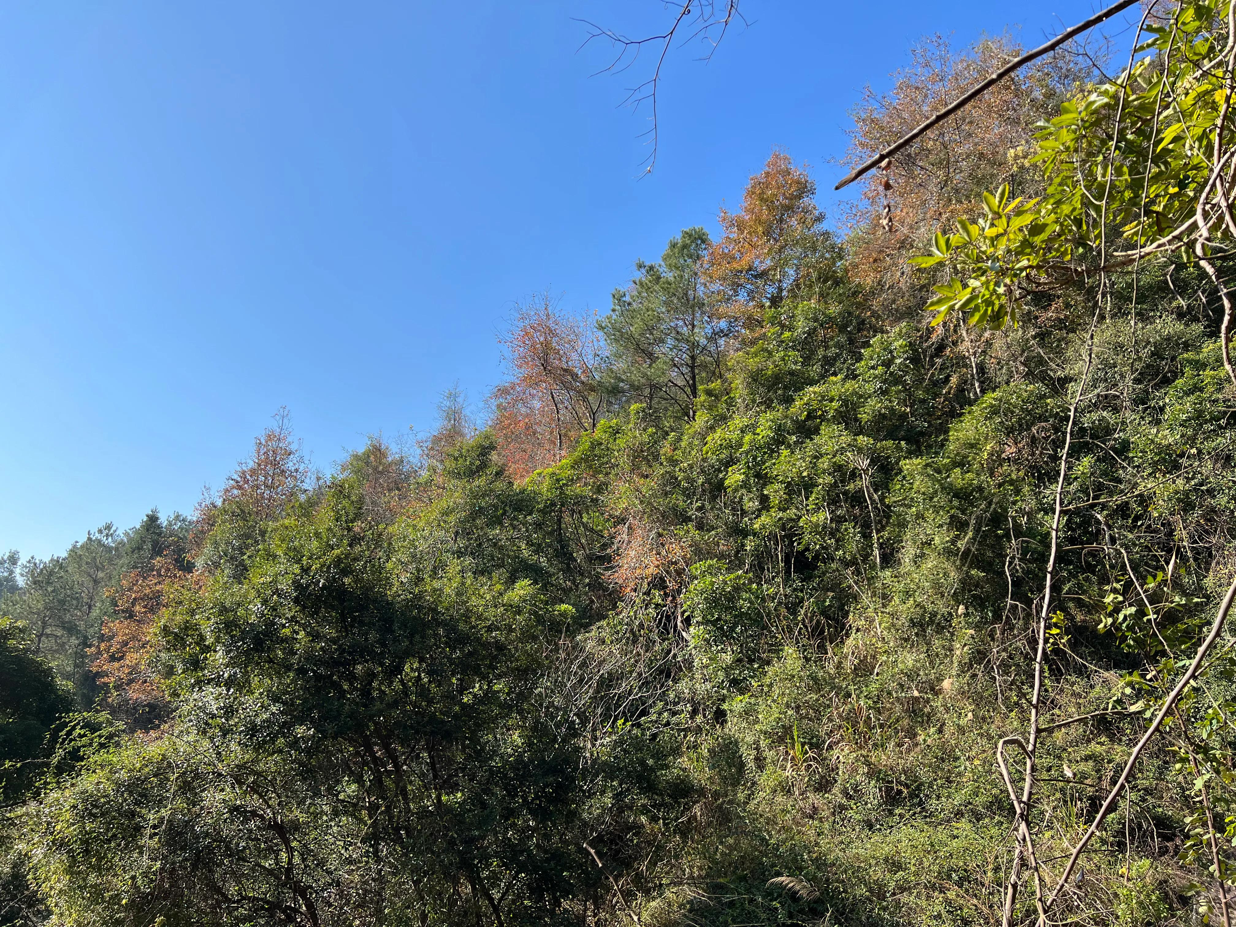 韶关新丰云髻山介绍,广东新丰云髻山旅游攻略