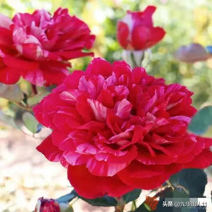 粉色爬藤月季大花浓香品种,大花多层月季花品种大全一览表