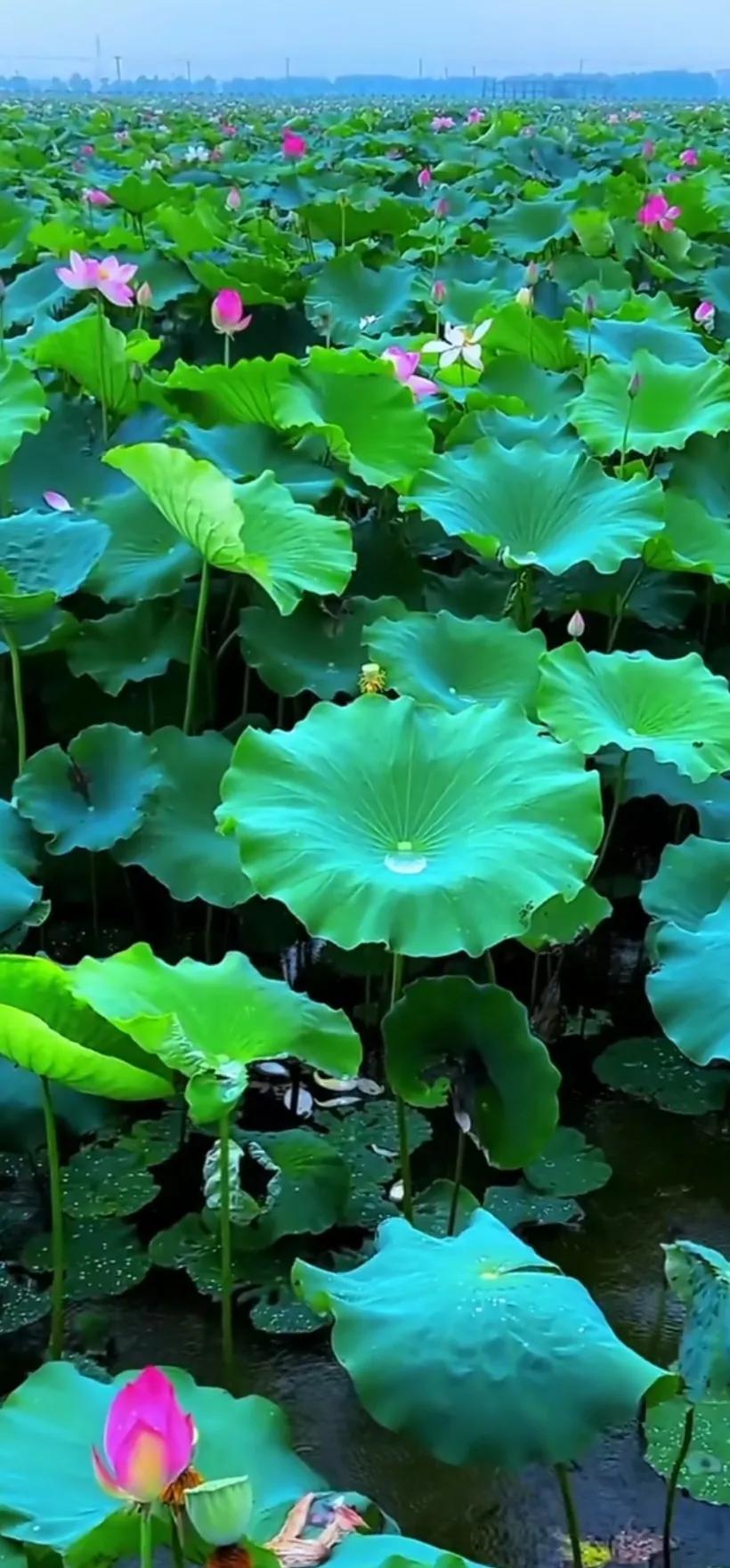 夏日美丽的荷花图片,荷花图片配上字映日荷花别样红