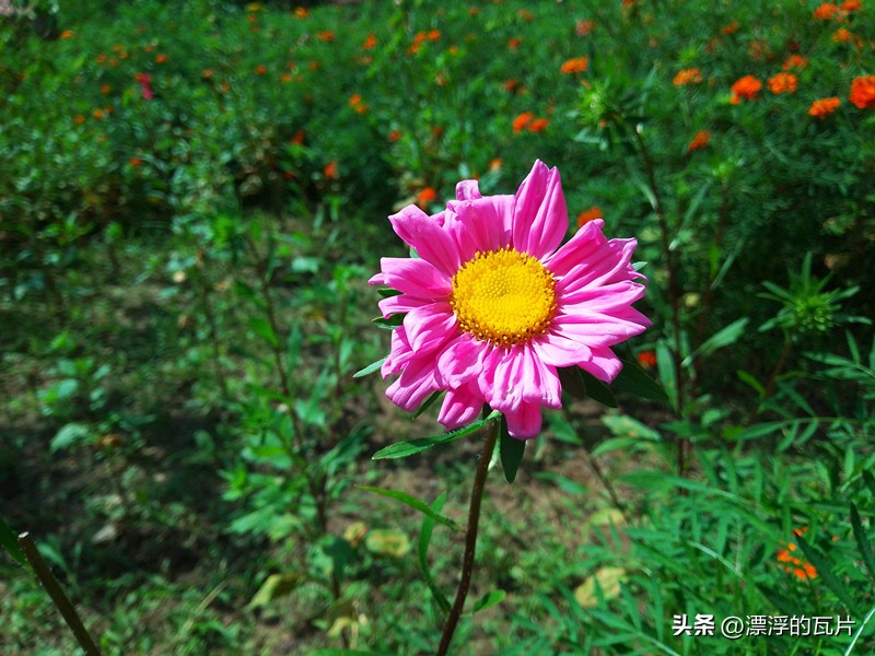 乐视y2pro手机优点和缺点,乐视y2pro和苹果对比