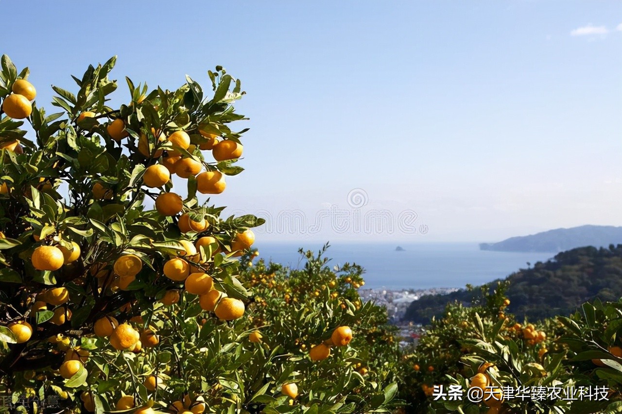 edta螯合钙肥的钙含量,edta螯合钙是酸性还是碱性