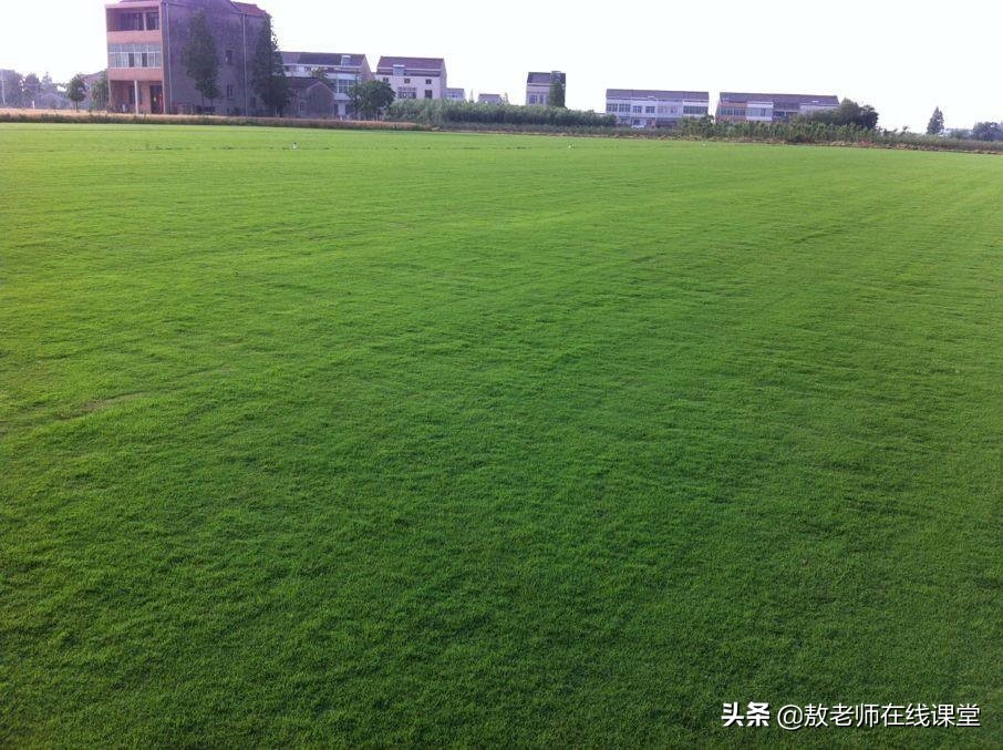 草坪园林景观设计,园林景观和草坪景观区别