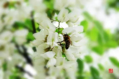 忆老家那棵洋槐树洋槐花盛开阵阵扑鼻香