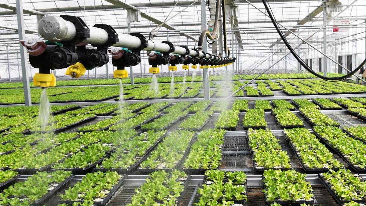 南川蓝莓管护结出致富果,贵州大山里结出致富果