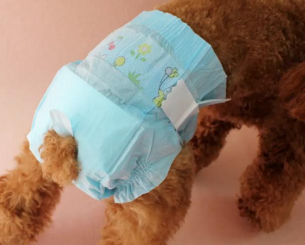 母狗的生理期怎么帮它度过,母狗生理期的养护