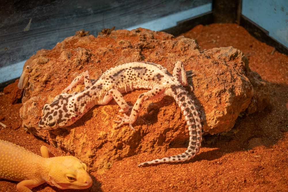 广州长隆野生动物园蛇之秘境,广州这个城市真的好繁华