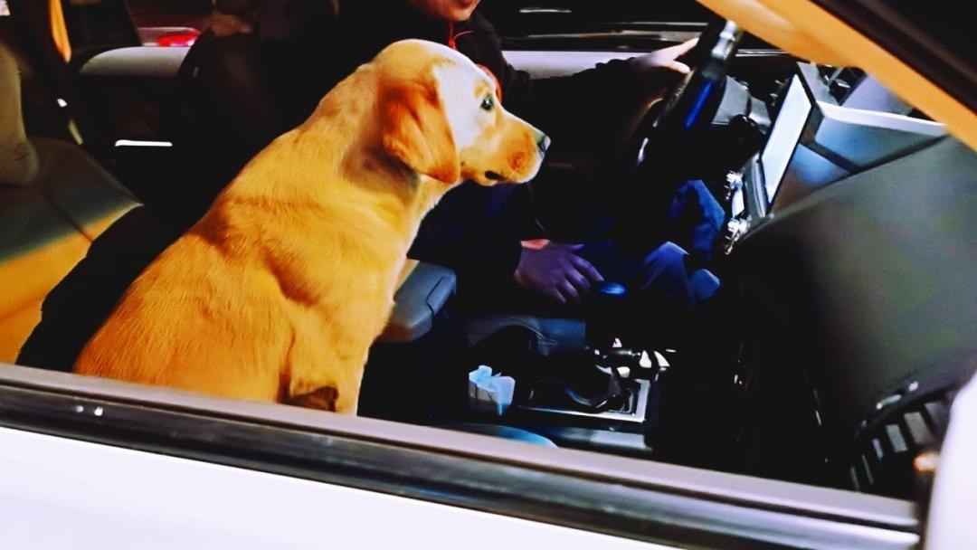 养狗人的视频,养狗人皮肤过敏的症状和表现