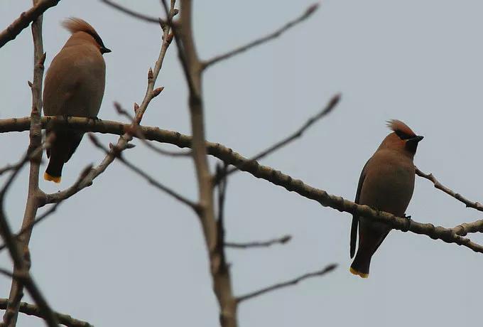 太平鸟图片素材,太平鸟图片大鸟