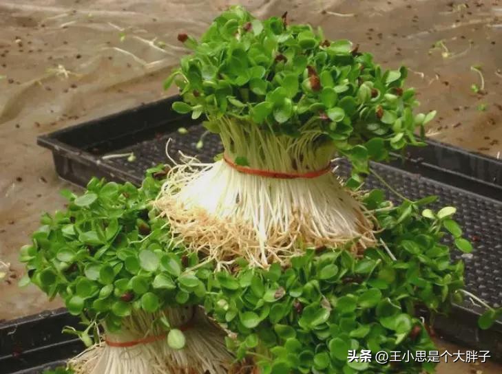 韭菜和什么一起吃可以通便,韭菜和它是绝配