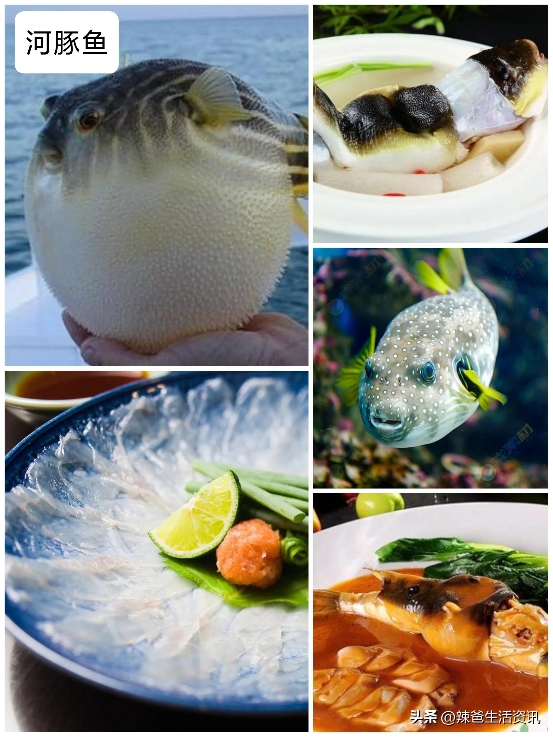 好吃不贵的野生海鱼,十种好吃不贵的正宗海鱼