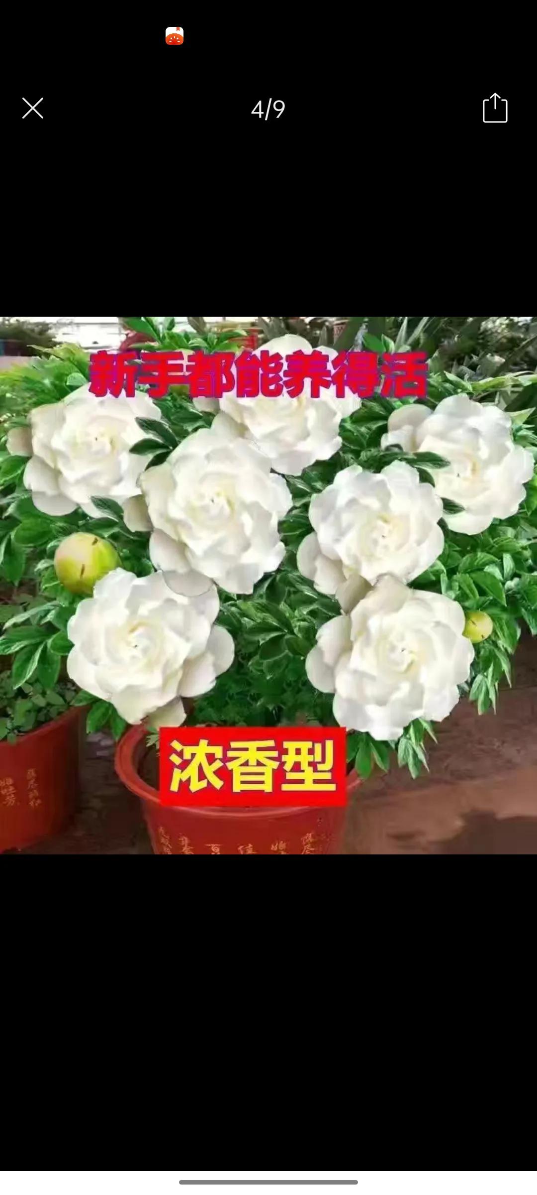 网上卖假花靠谱吗,花卉市场骗人的套路