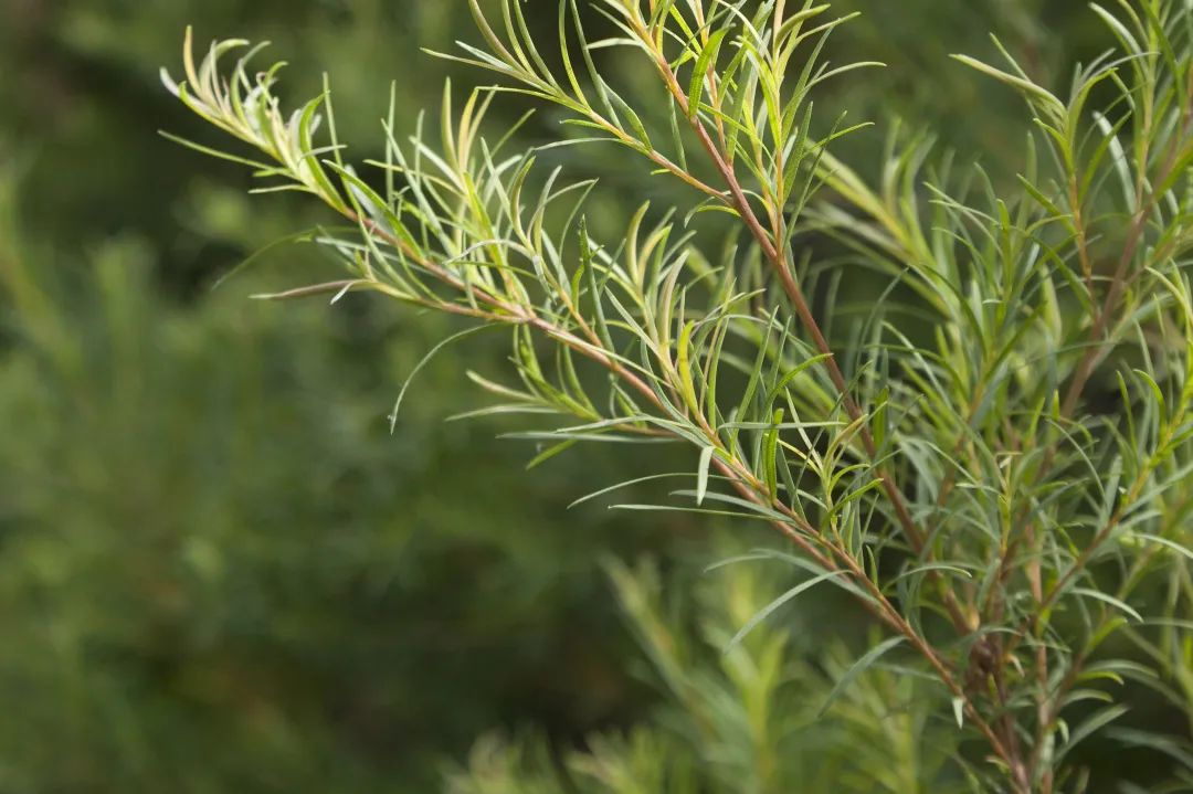 芳疗师的100个宝藏配方,芳疗师精油推荐