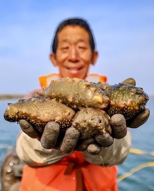 鲜海参和干海参哪个营养价值高,小孩吃干海参好还是鲜海参好