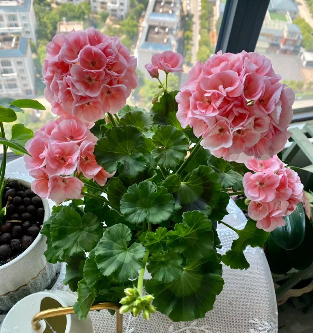 花期长又好养驱蚊的花庭院,半阴的环境驱蚊能养哪些花