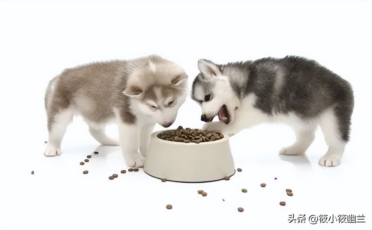 二傻子哈士奇怎么养,双血统哈士奇好养吗