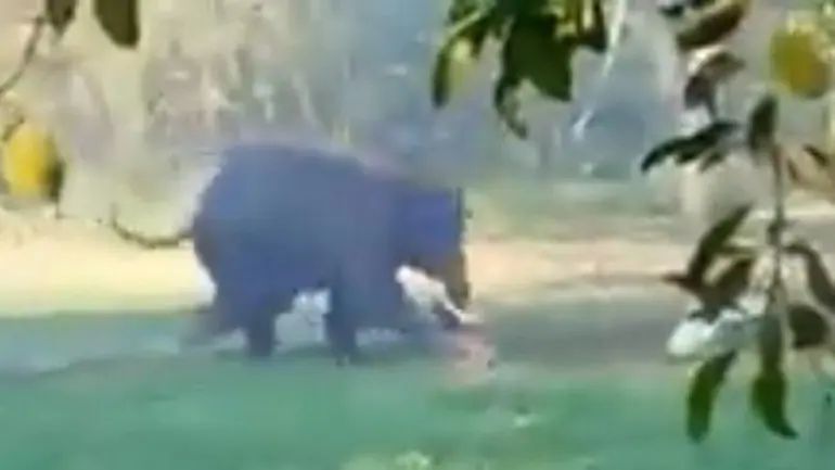 印度男子骑着大象被老虎袭击,印度男子遭豹子追击