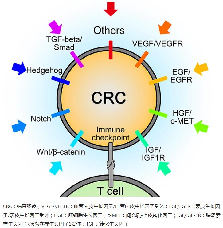 结肠癌晚期转移到肝和骨的靶向药,结肠癌晚期不化疗吃靶向药行吗