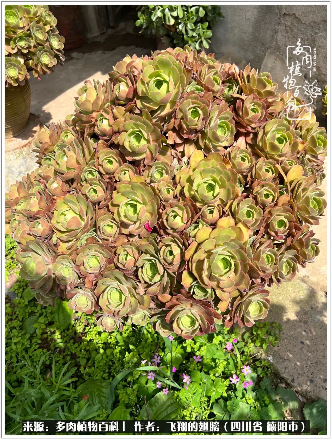 多肉的正确养殖方法冬天怎么养活,多肉怎么养活而且长得快且好看