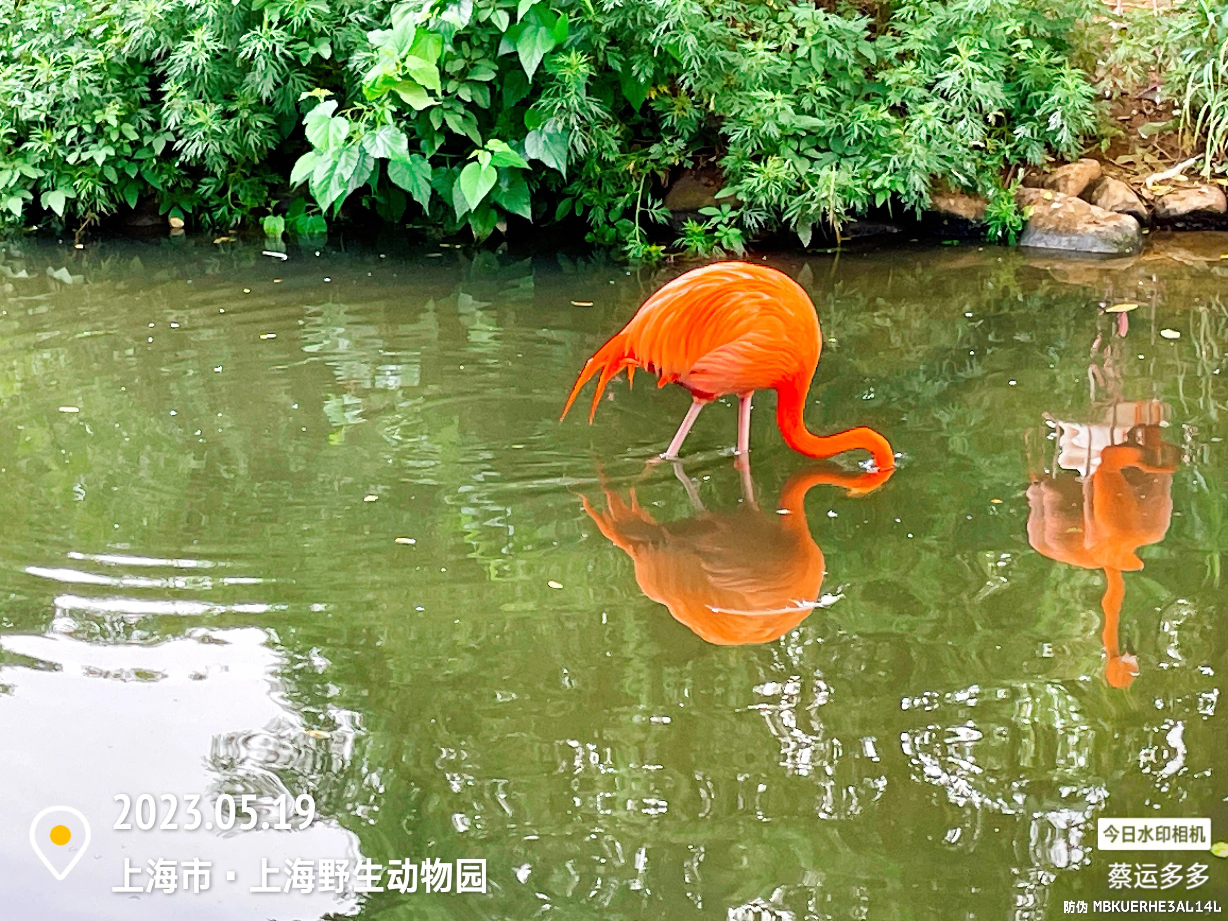 我喜爱的动物是小猫,什么动物招人喜爱