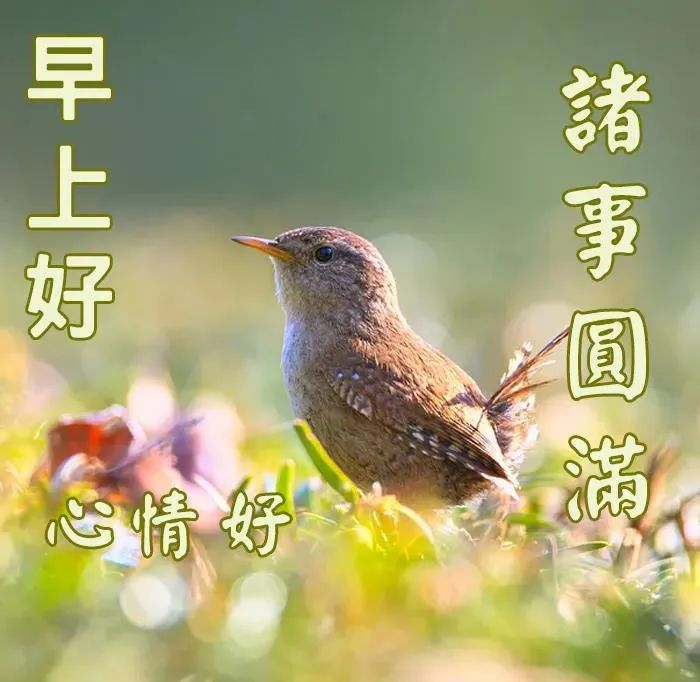 最新最美雨天早上好问候文字图片,夏日里最美的早晨问候图片大全