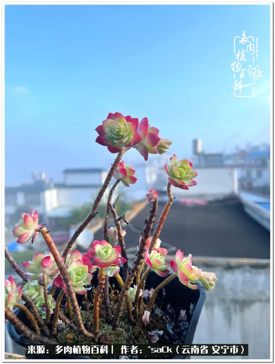 情不知所起一往而深歌曲,情不知所起一往而深完整版