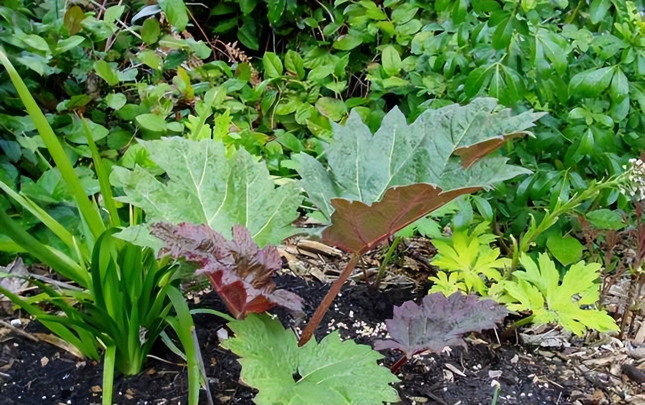 走近中医揭秘健康秘笈,中医甲状腺疾病科普