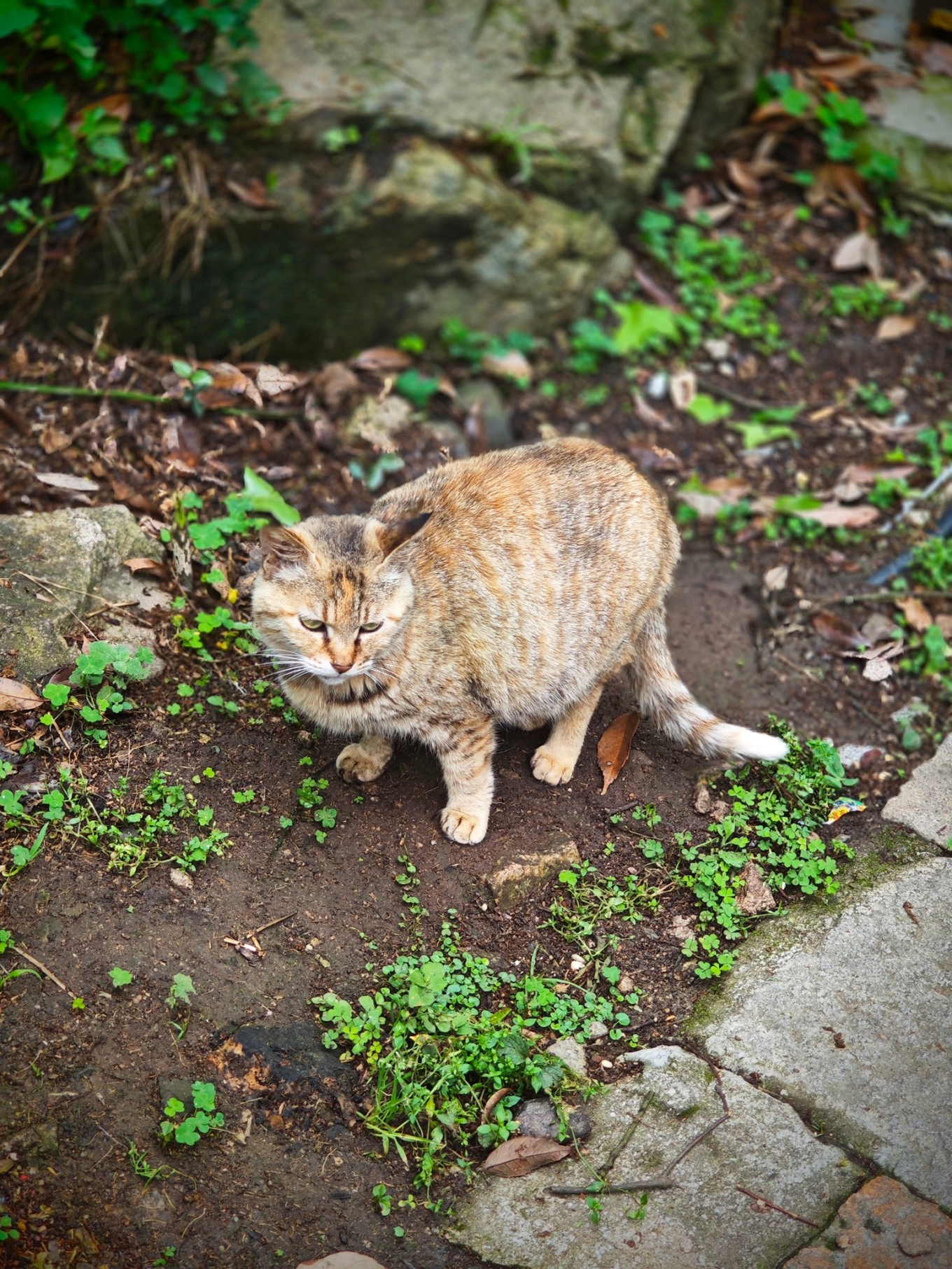 第三年到普陀山祈福之旅圆满,普陀山祈福二日杭州出发跟团游