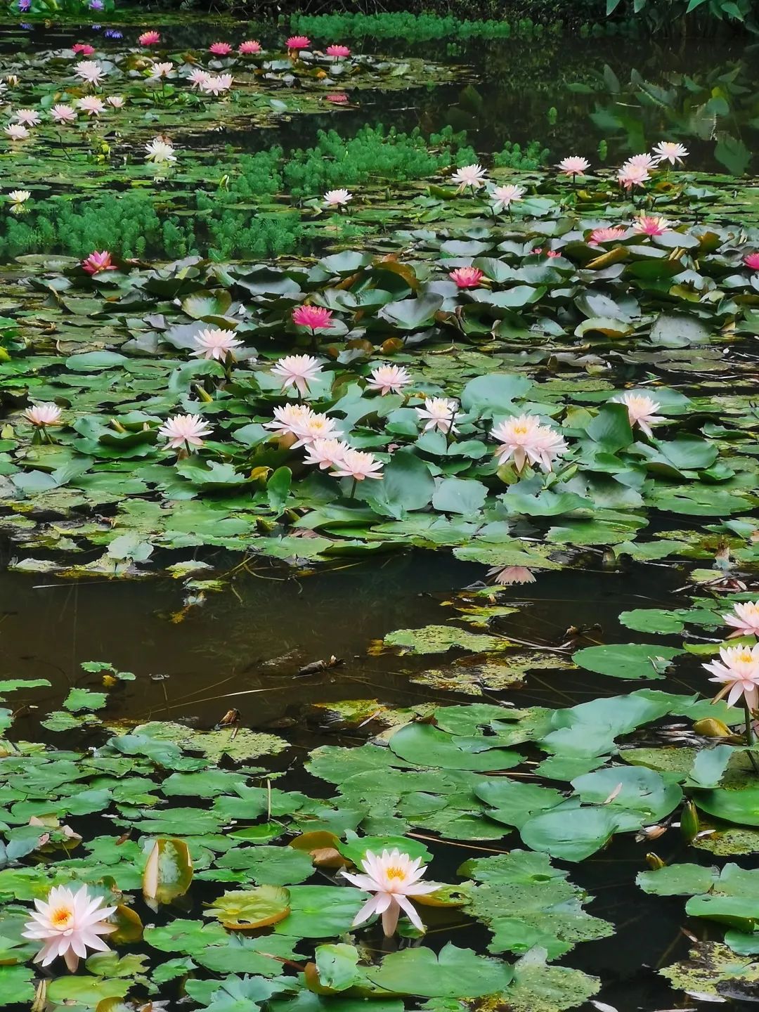 广州哪里有花海的景区,广州南沙区有哪些花海