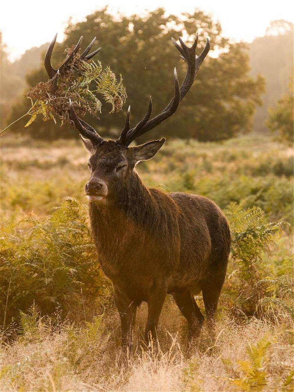 马鹿如何抵抗天敌狼、雪豹、猞猁与狼獾，用角挑还是用腿踢？