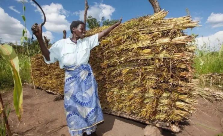 非洲人连饭都吃不饱，为何不种水稻玉米，却大量种油作物芝麻？