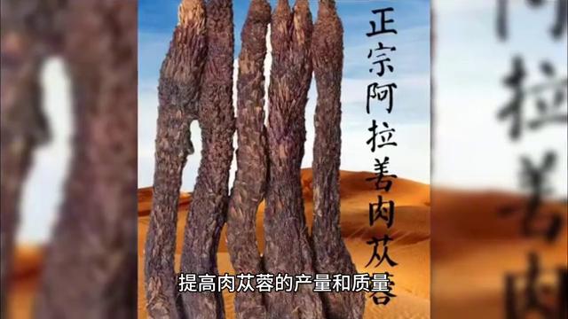 内蒙阿拉善左旗肉苁蓉公司,阿拉善沙漠苁蓉图片