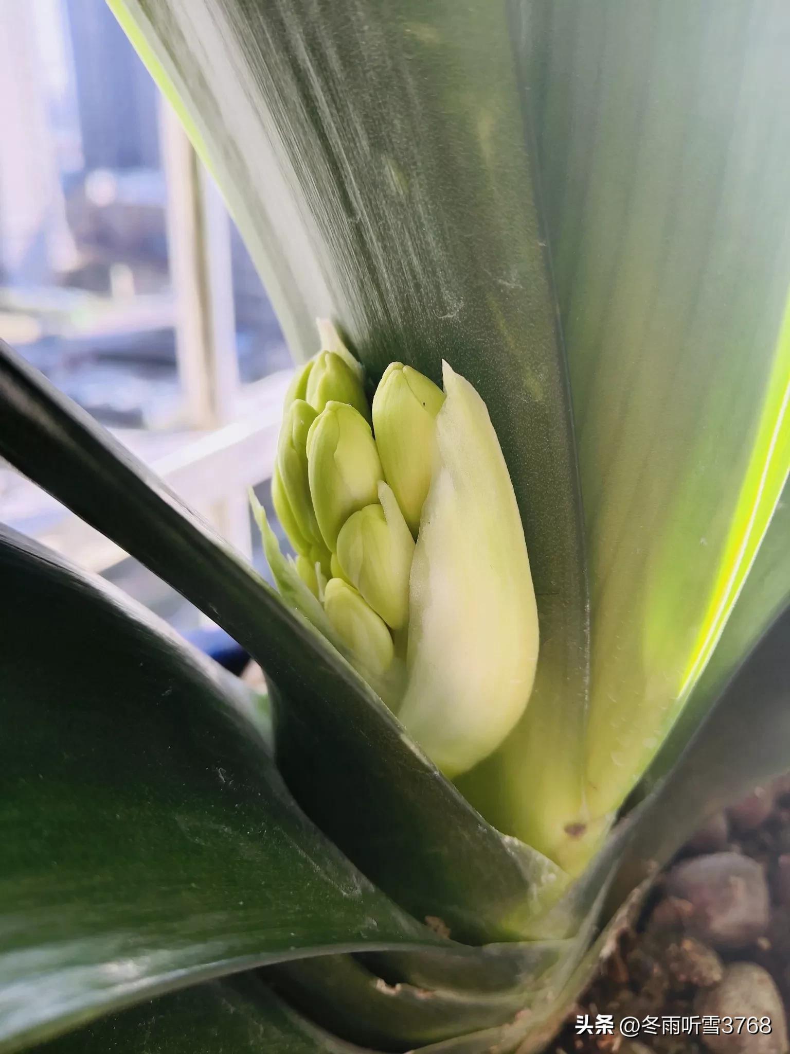 君子兰秋季换盆的最佳时间,现在是秋季君子兰换盆可以吗