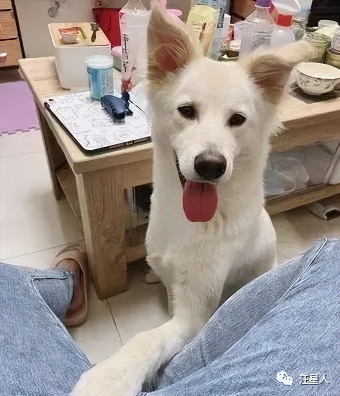 萌汪躺爸妈怀中被冷落，委屈“盖手机”刷存在感：理偶一下嘛