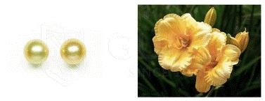 南洋金珠属于珍珠什么级别,鉴定书南洋金珠是不是海水珍珠