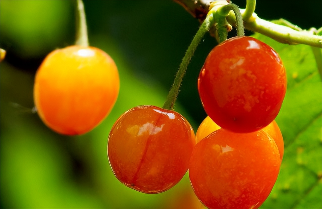 樱桃病虫害防治及管理专家,樱桃病虫害周年管理技术讲解