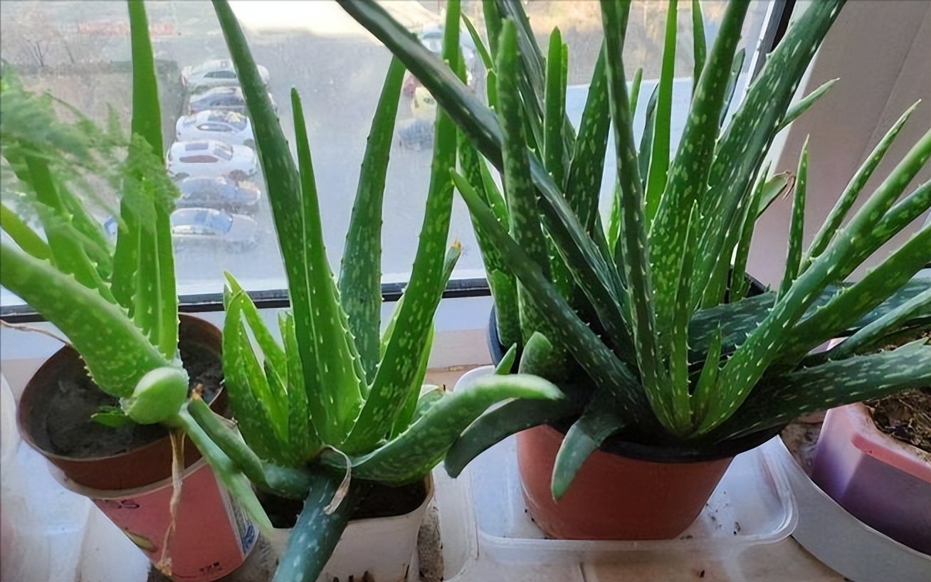 100种耐寒耐旱花卉,哪种花最耐旱不用浇水