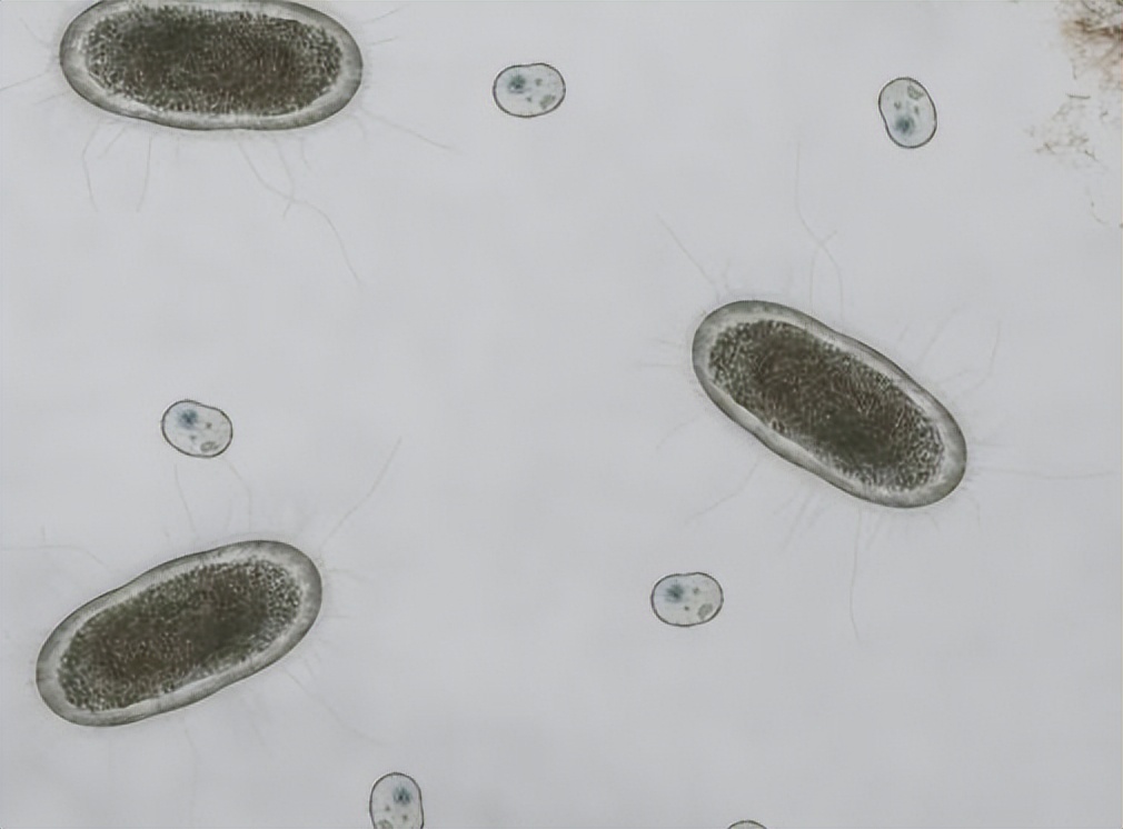 吡螨胺对以掌肢新米虾、泉膀胱螺和金鱼藻为主的生态系统的影响