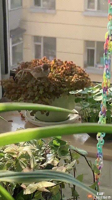 家里的花都被猫弄了怎么办,家里的花被别人摘了怎么办