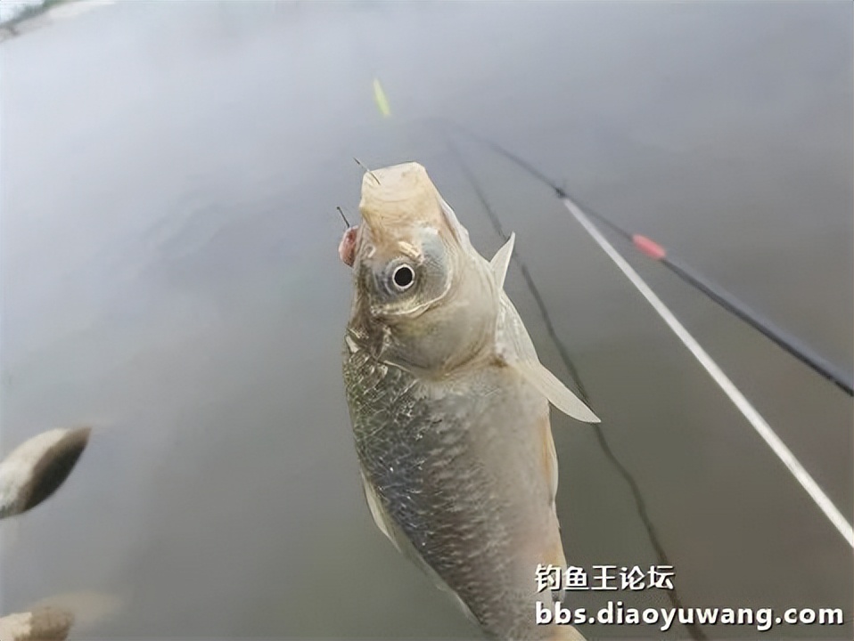 钓鱼王王者风范，拿捏多鱼种轻松