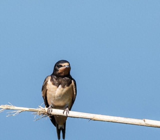 家里有燕子窝该不该打下来,家里有很多燕子家里总是出事